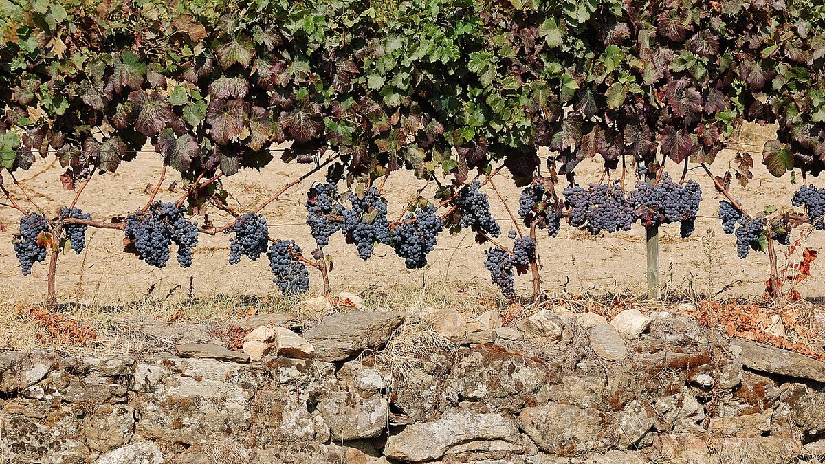 Cachos de uva preta na videira, diante de um muro de pedra seca, no Douro