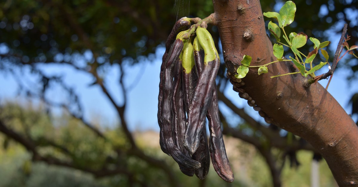 Rijpe donkerbruine alfarroba-peulen aan de tak van een Portugese johannesbroodboom