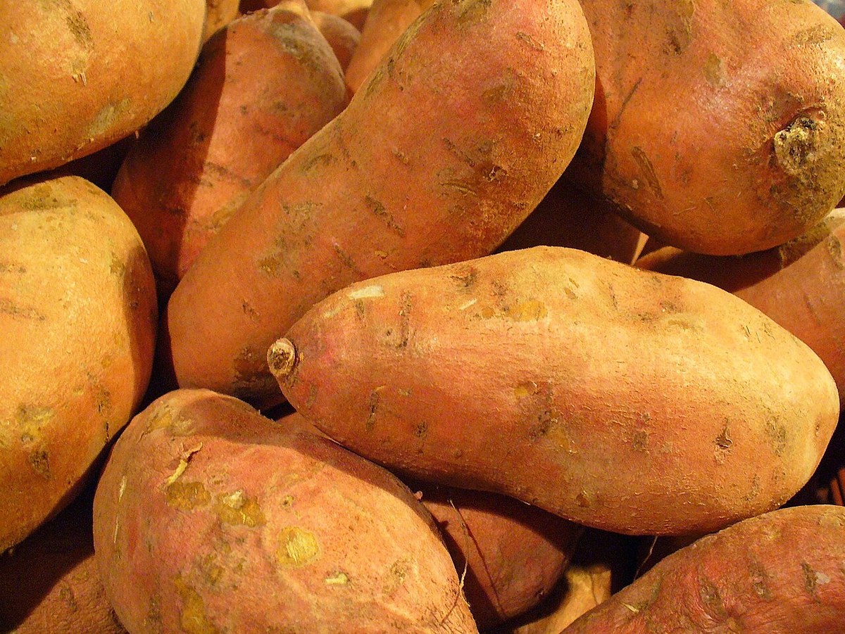 Stapel rauwe zoete aardappelen met roodbruine schil, de langwerpige vorm van de Lira-variëteit
