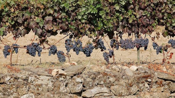 Dunkle Weintrauben am Rebstock vor einer Trockensteinmauer im Douro-Tal