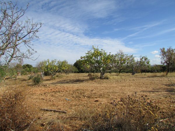 Figueiras dans un verger de l'Algarve, près d'Albufeira, sous un ciel clair