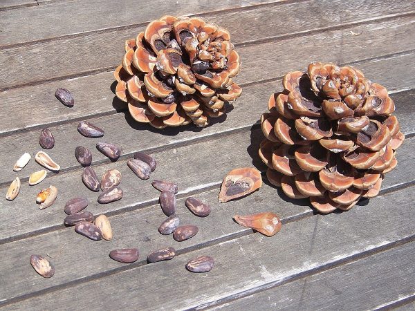 Deux pommes de pin parasol ouvertes et des pignons, en coque et décortiqués, sur une table en bois