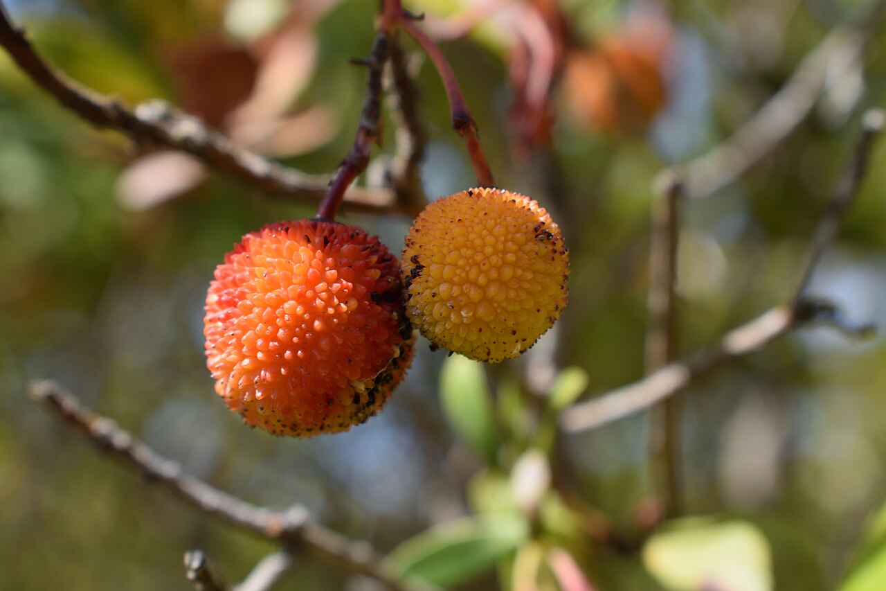 Zwei Medronho-Früchte, eine orange und eine gelb, an ihrem Zweig an der Algarve