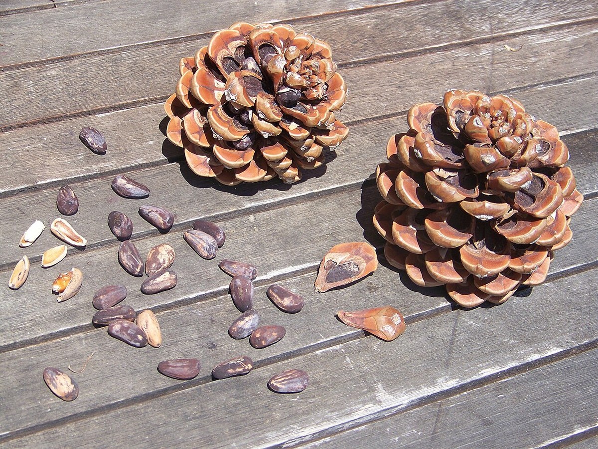 Twee geopende kegels van de parasolden en pijnboompitten, met en zonder dop, op een houten tafel